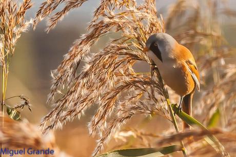 BIGOTUDOS EN LAS CAÑAS-NAVARRA-Panurus biarmicus Las cañas Navarra Spain