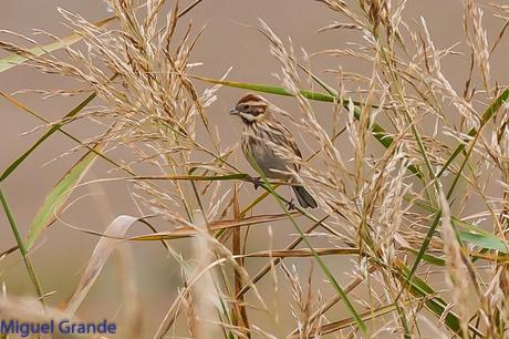 BIGOTUDOS EN LAS CAÑAS-NAVARRA-Panurus biarmicus Las cañas Navarra Spain