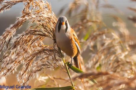 BIGOTUDOS EN LAS CAÑAS-NAVARRA-Panurus biarmicus Las cañas Navarra Spain