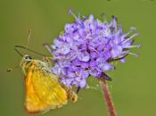 Sólo Mariposas...