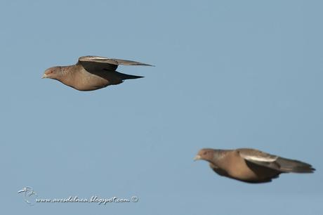 Paloma picazuró (Picazuro Pigeon) Patagioenas picazuro