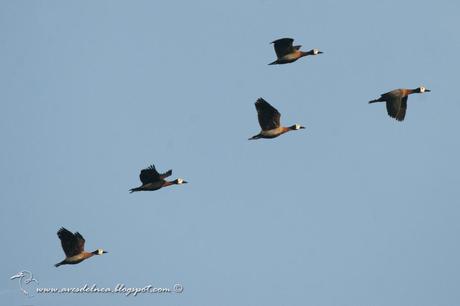 Sirirí pampa (White-faced whistling-Duck) Dendrocygna viduata