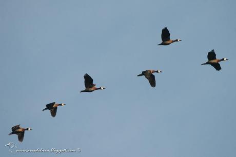 Sirirí pampa (White-faced whistling-Duck) Dendrocygna viduata