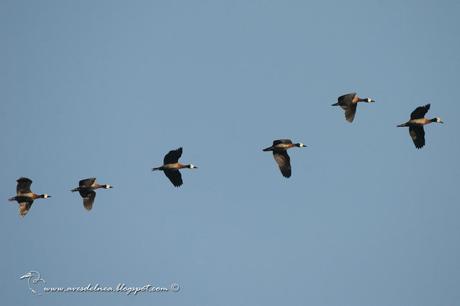 Sirirí pampa (White-faced whistling-Duck) Dendrocygna viduata