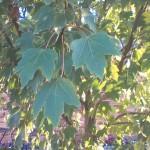 hp-elitepad-1000-g2-camera-2mp-02