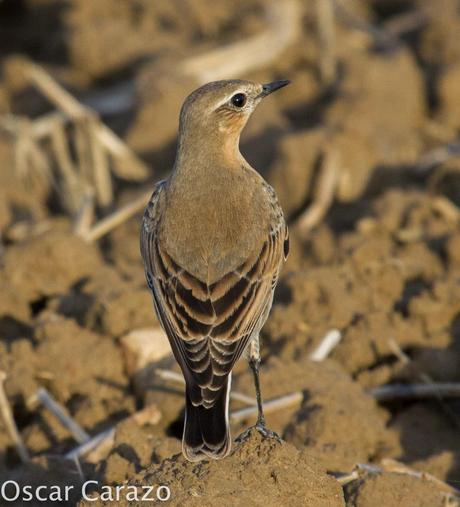 VANELLUS GREGARIUS