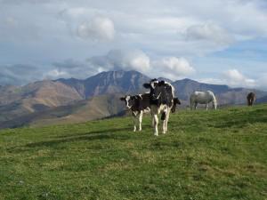 Los puertos de paso desde la cordillera cantábrica hasta la Meseta: La Matanela por La Sota. 100_0685