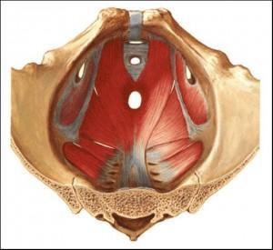 suelo pelvico hombre