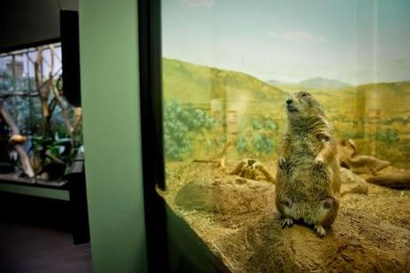 la vida real de los animales en los zoológicos. 