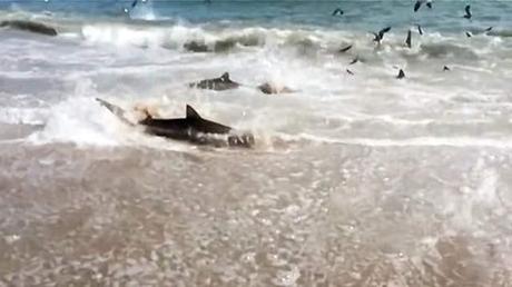 frenesi de alimenación de tiburones en una playa
