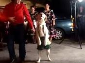Impresionante Perro Baila Salsa