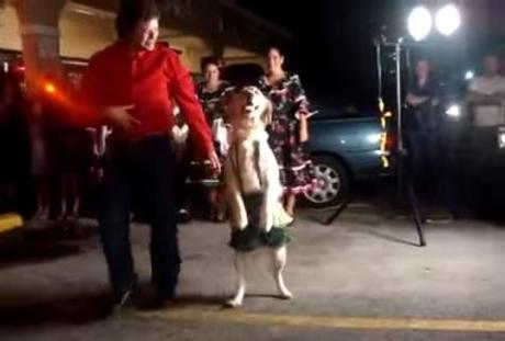 perro bailando