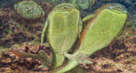 Microbachius, los pioneros del sexo.