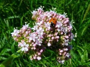 valeriana