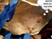 Estamos Agustito LXV. ...Que Pesaooo.Premios Bitacoras.com 2014