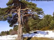 Árboles Singulares Huesca Pinos Cubilar vacas (Borau)