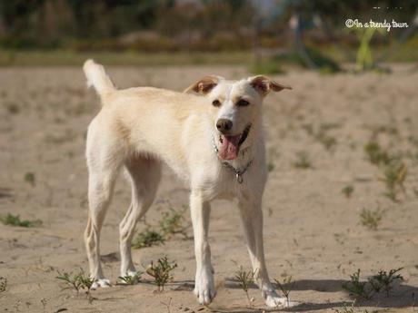 Outfit: Beach day Outfit Trini In a Trendy Town Beach