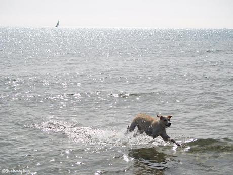 Outfit: Beach day Outfit Trini In a Trendy Town Beach