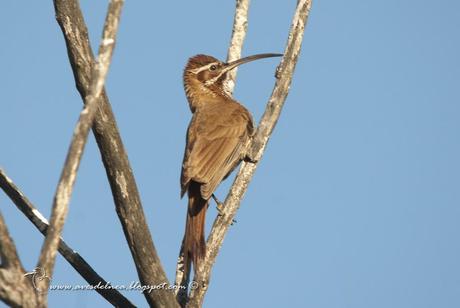 Chinchero grande (Scimitar-billed Woodcreeper) Drymornis bridgesii