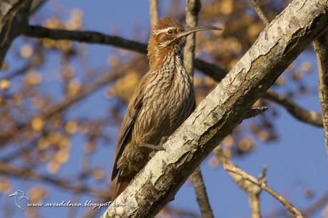 Chinchero grande (Scimitar-billed Woodcreeper) Drymornis bridgesii