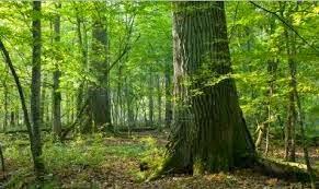 El sacrificio del verdugo - Noelia Amarillo