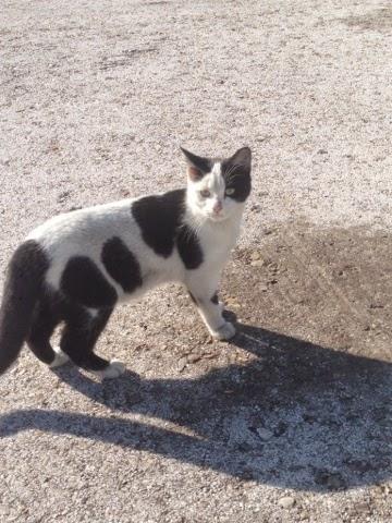 Y por fin... Volé el bimotor