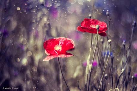 El funeral fue en otoño