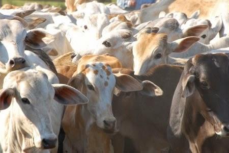 SIGUE LA VACUNACIÓN BOVINA EN PANDO