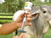 Sigue vacunación bovina pando