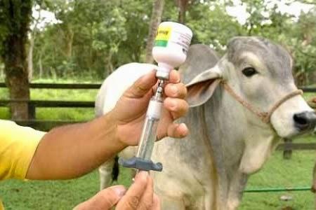 SIGUE LA VACUNACIÓN BOVINA EN PANDO