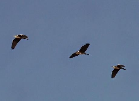 Morito y otras por Condres