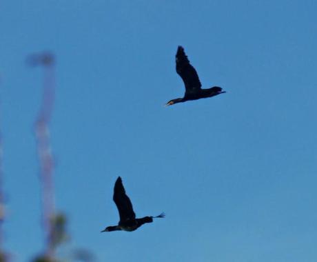 Morito y otras por Condres