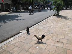 Gallinas por la calle y luego al puchero