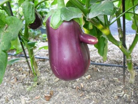 LAS RAREZA DE MI HUERTO