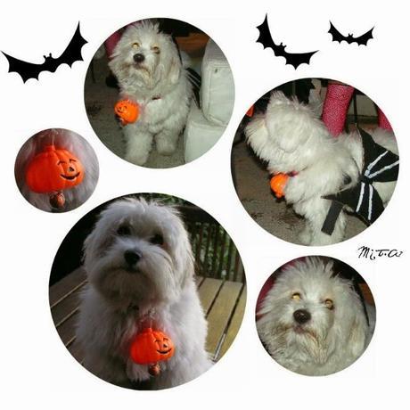 Disfraza a tus mascotas