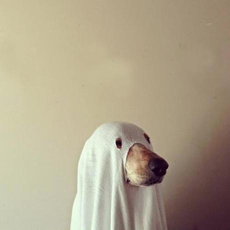 Disfraza a tus mascotas