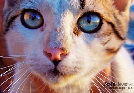 Gato con historia. Fotografía creativa - Fotografía decorativa