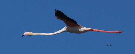 I Campeonato Ibérico de Aves Esbeltas