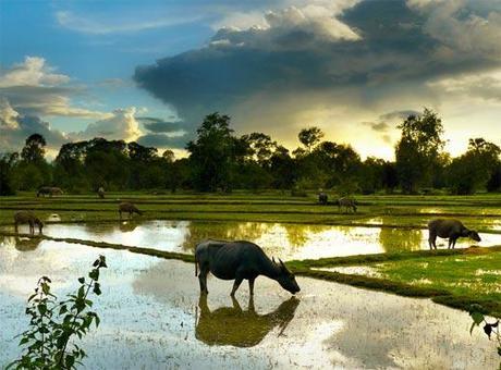 Búfalo pastando en los arrozales