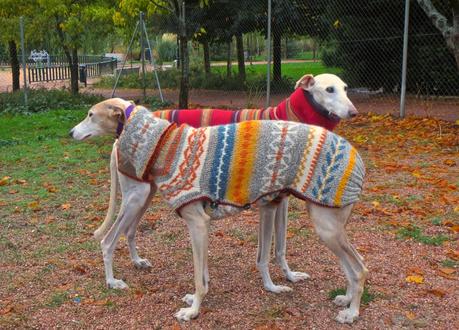 ABRIGO PARA GALGO CON UN JERSEY VIEJO