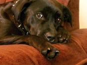 eres dueño, responsable