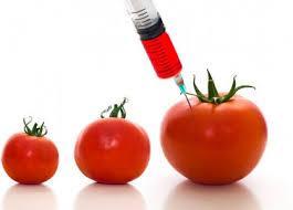 Tomates modificados para eliminar el colesterol