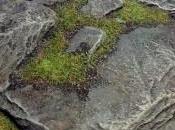 Tiny Worlds: Painting Rocks Step