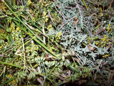 OLIVAS VERDES RAJADAS