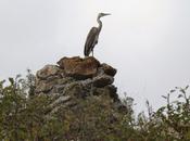 Garza Despistada
