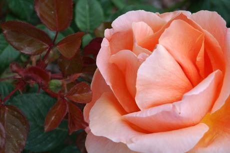 DE LA RESISTENCIA A LA EXISTENCIA (y II) De la resistencia a la existencia (y II)