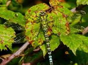 fin, Aeshna cyanea