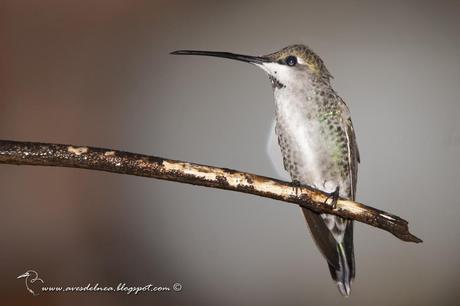 Picaflor picudo (Long-billed Starthroat) Heliomaster longirostris