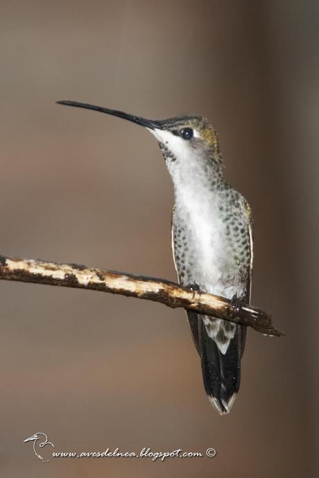 Picaflor picudo (Long-billed Starthroat) Heliomaster longirostris