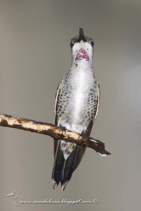 Picaflor picudo (Long-billed Starthroat) Heliomaster longirostris